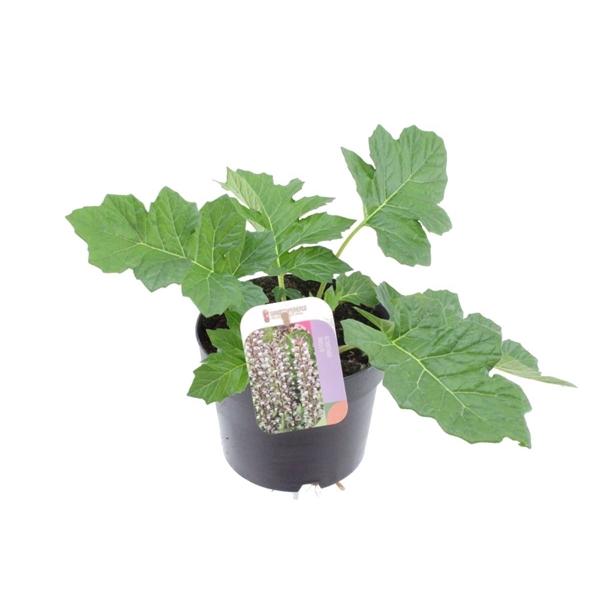 <h4>Acanthus mollis</h4>