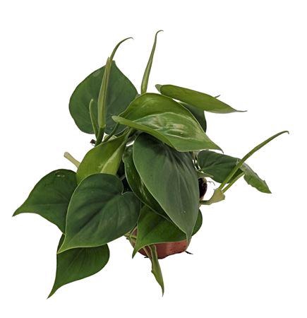 <h4>Philodendron Scandens Green</h4>