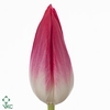 Tulipa si bolroyal pink