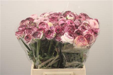 <h4>Ran El. Stripes Purple Ex</h4>