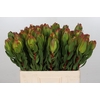 Leucadendron Laurel Yellow