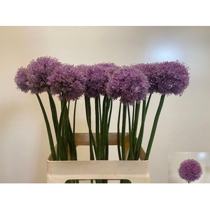 ALLIUM KLEINBLOEMIG