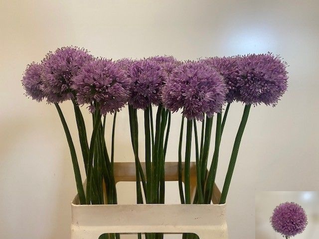 <h4>ALLIUM KLEINBLOEMIG</h4>