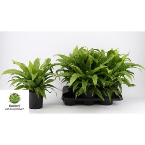 Asplenium Antiquum 17Ø 45cm