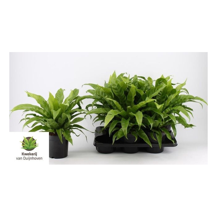 <h4>Asplenium Antiquum 17Ø 45cm</h4>