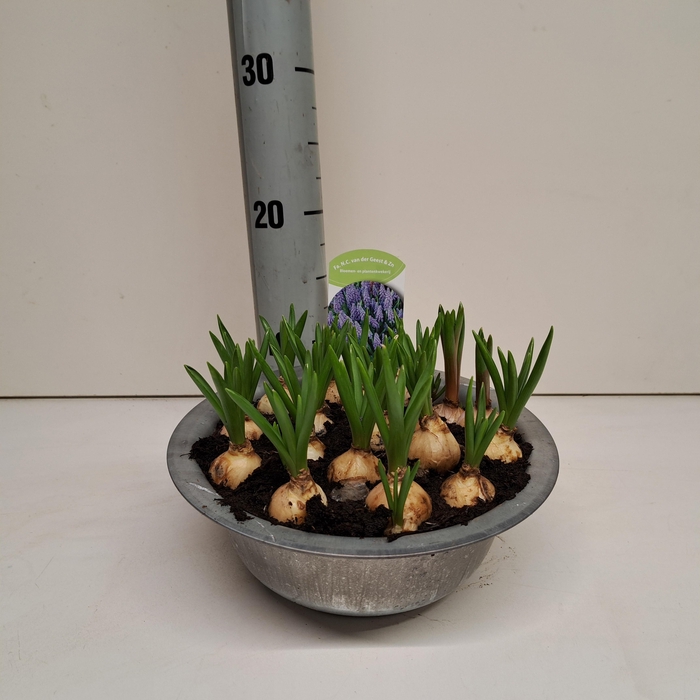 <h4>MUSCAR BIG SMILE</h4>