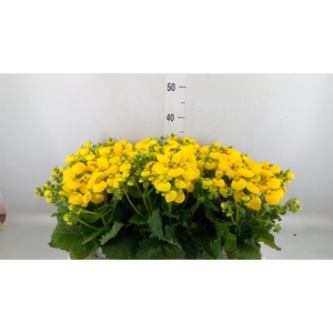 Calceolaria  'Calynopsis Yellow'