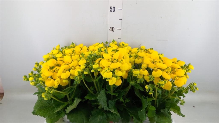 <h4>Calceolaria 'Calynopsis Yellow'</h4>