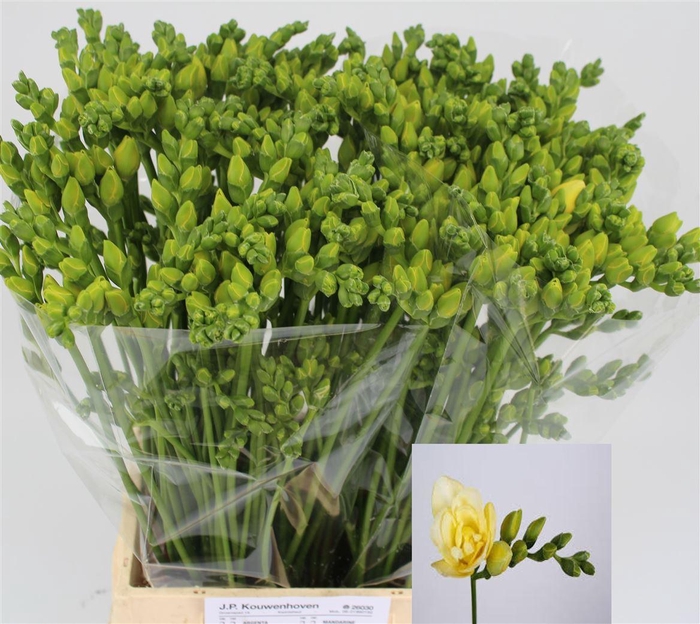 <h4>Fr Du Grandeur</h4>