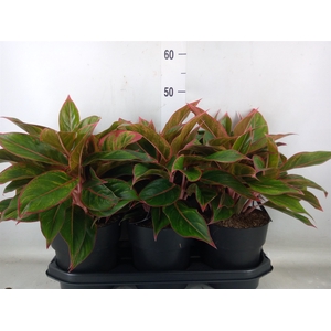 Aglaonema  'Jungle Red'
