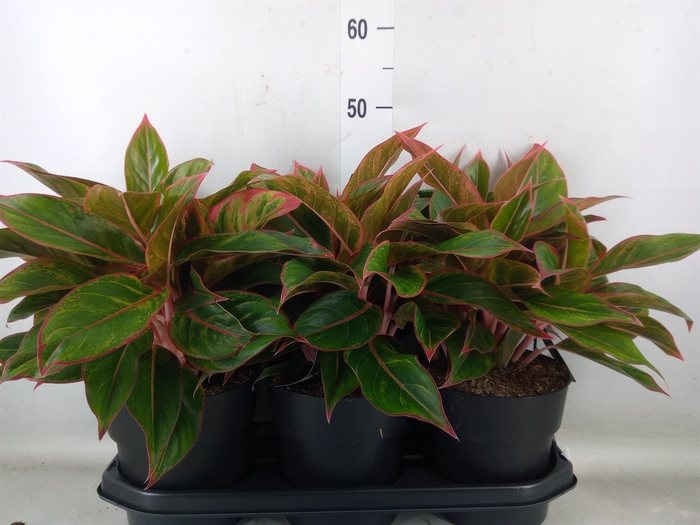 <h4>Aglaonema  'Jungle Red'</h4>