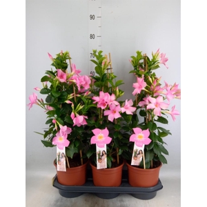Mandevilla sand. 'SumStar Pink Mag'