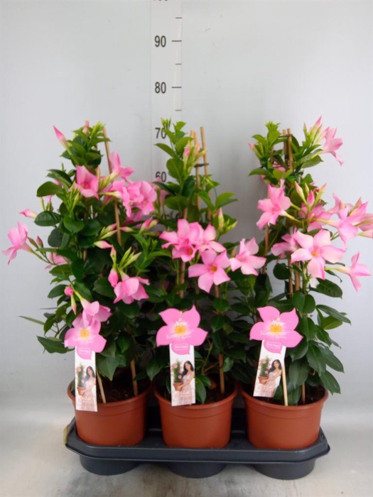 <h4>Mandevilla sand. 'SumStar Pink Mag'</h4>