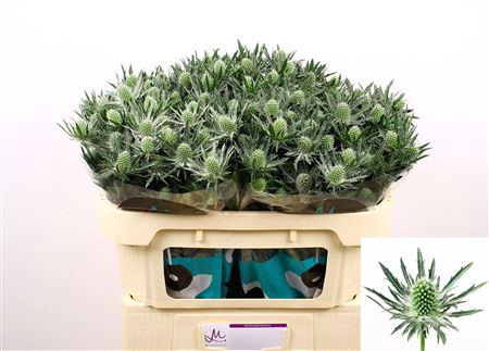 <h4>Eryn Sirius Qstar</h4>