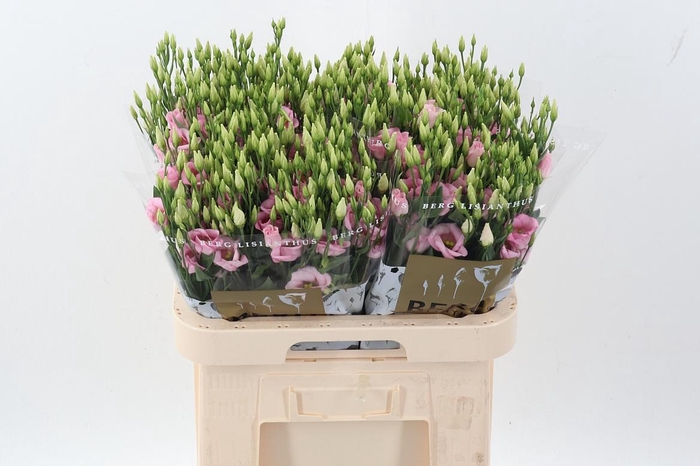 <h4>Eus E Claire L Pink</h4>