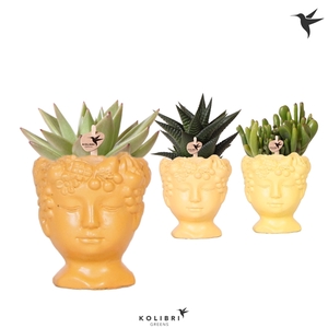 Kolibri Greens Succulenten mix in Fruity Head pot yellow mix