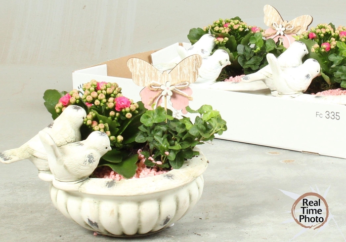 <h4>ARR KAMERPL</h4>