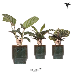 Kolibri Greens Calathea mix in Classy pot green