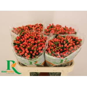 HYPERICUM INOD. 'MAGICAL ROY PRINC'