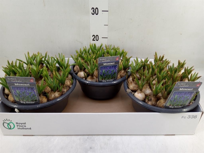 <h4>Muscari  'Big Smile'</h4>