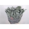 Euc Cinerea Per Bunch 300 Gram