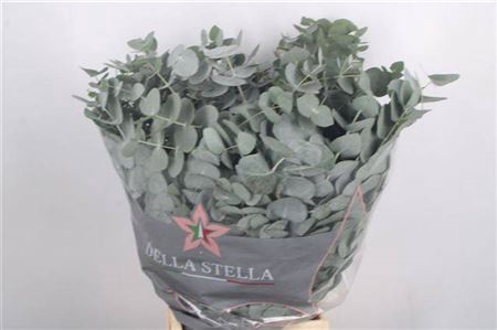 <h4>Euc Cinerea Per Bos</h4>