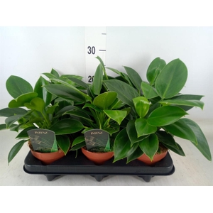 Philodendron  'Green Princess'