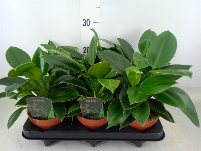 <h4>Philodendron  'Green Princess'</h4>