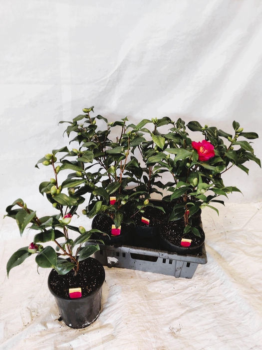 <h4>CAME JAPONICA</h4>