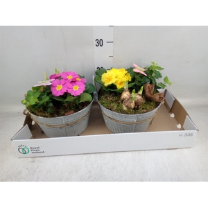 Arr.   Tuinplanten L%