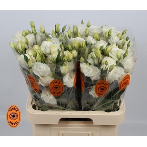 EUS G ARENA GIANT WH