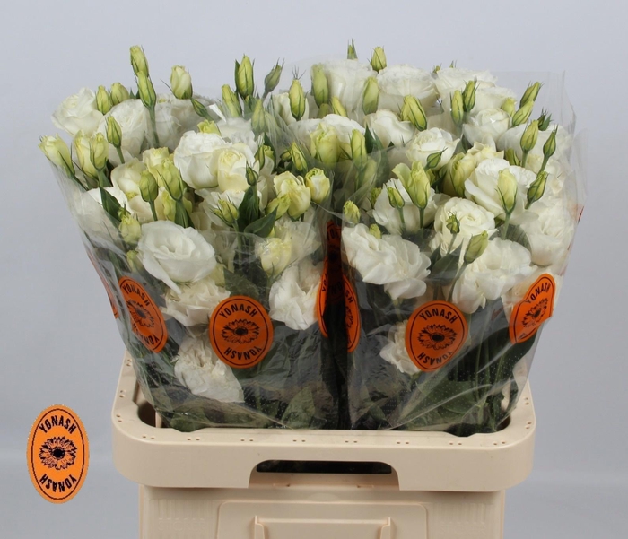 <h4>EUS G ARENA GIANT WH</h4>