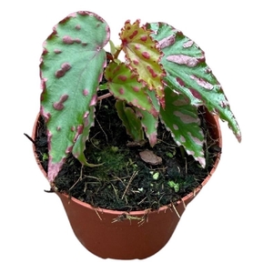 Begonia Pink Dottie