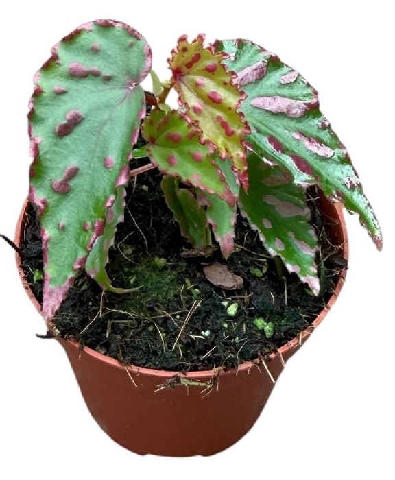 <h4>Begonia Pink Dottie</h4>