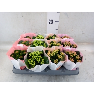 Kalanchoe blos.   ..rosebud mix  4