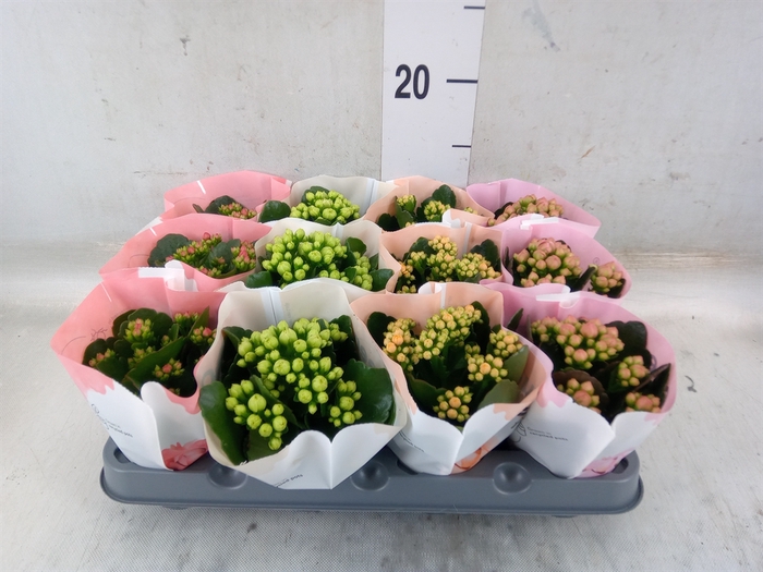 <h4>Kalanchoe blos.   ..rosebud mix  4</h4>