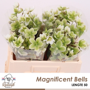 HELL  MAGNIFIC BELLS