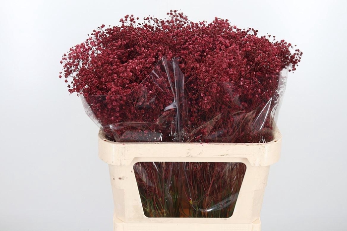 <h4>Gyps Kl Bh Bordeaux</h4>