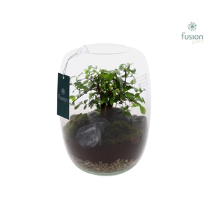 Green Bottle Isabella Large met Bonsai