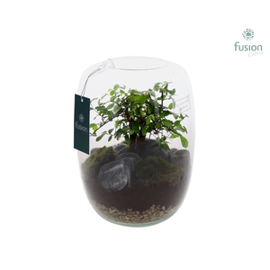 Green Bottle Isabella Large met Bonsai