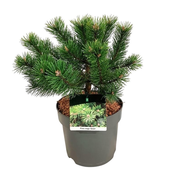 <h4>Pinus mugo 'Gnom'</h4>
