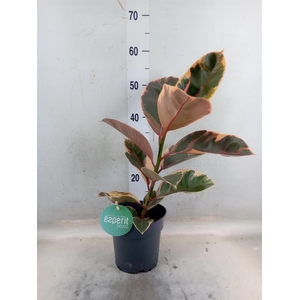 Ficus elastica   ...