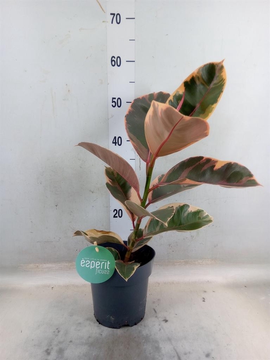 <h4>Ficus elastica   ...</h4>