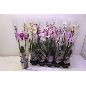 Phal Gem
