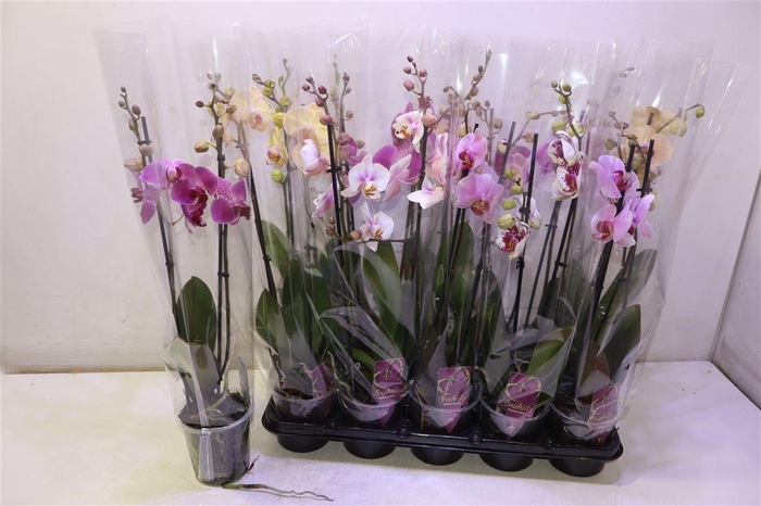 <h4>Phal Gem</h4>