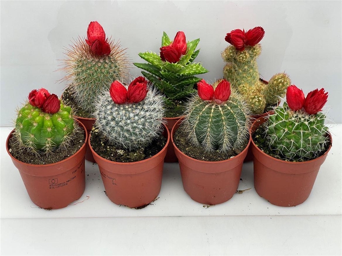 <h4>Cactus versierd</h4>