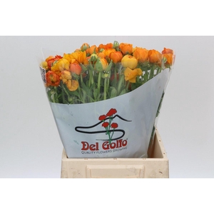 Ranunculus Elegance Orange