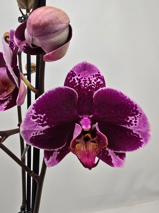 <h4>Limited 64 week 10</h4>