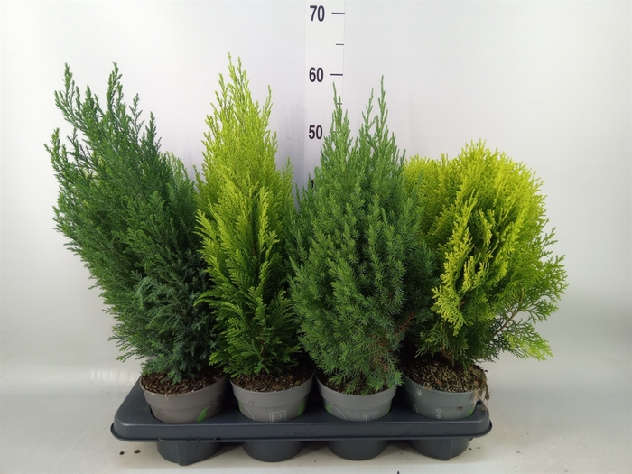 <h4>Conifers   ...mix</h4>