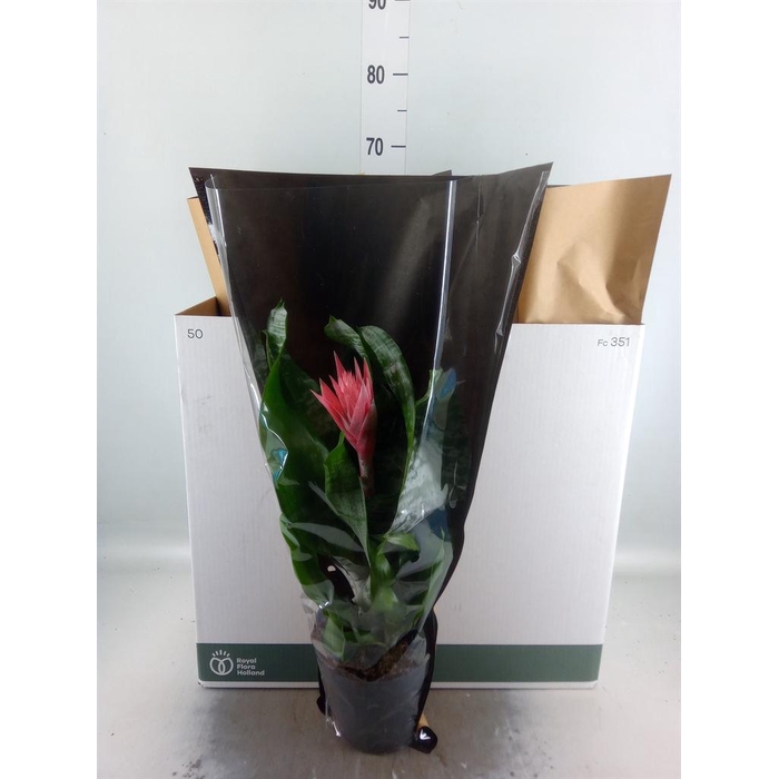<h4>Aechmea fasciata 'Primera'</h4>